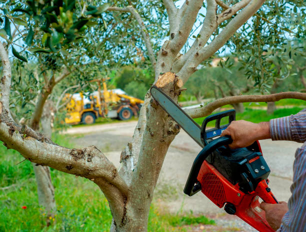 Trusted Haymarket, VA Tree Service Experts